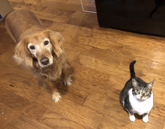 A dog and a cat look expectantly at me as I prepare their treats. The golden retriever, standing on the left, has reddish fur, matching the color of the wood floor.  The cat, sitting on the right, has gray and white fur. They are both very good girls.

Postscript: Sadie, our beloved golden retriever, passed away March 12, 2024, but I just love this picture of her and Bella.