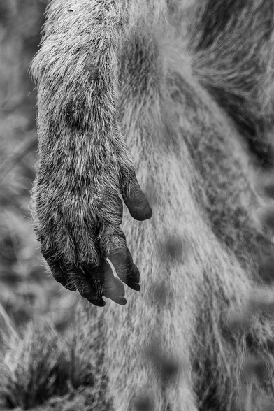 Black and white closeup of a monkey's paw (unlike the story, this one's still connected to the monkey). 
Image by Rolf Dobberstein from Pixabay